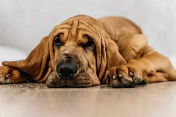 Bloodhound