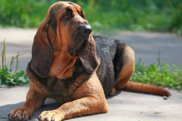 Bloodhound 