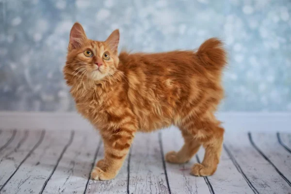 American Bobtail