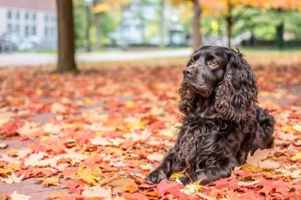 Boykin spaniel