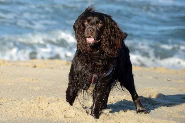 Boykin spaniel