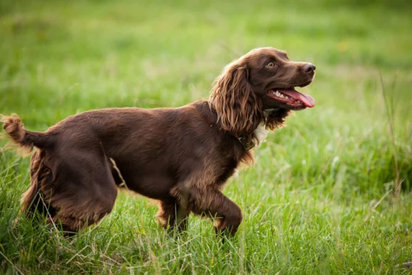 Boykin spaniel