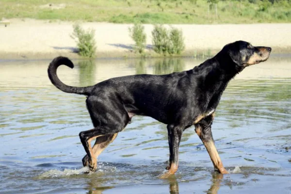 Braco da Transilvânia (2