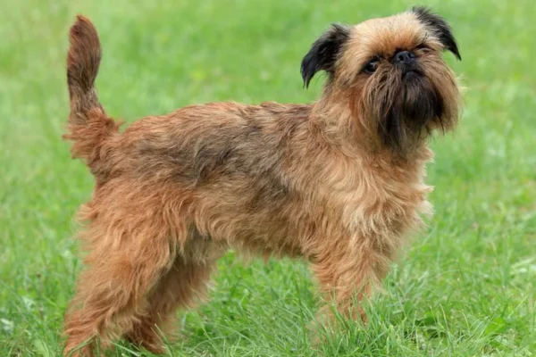 Brussels Griffon