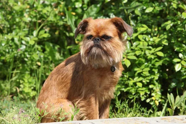 Brussels Griffon