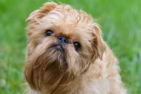 Brussels Griffonopen