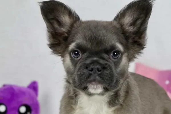 Bouledogue français duveteux