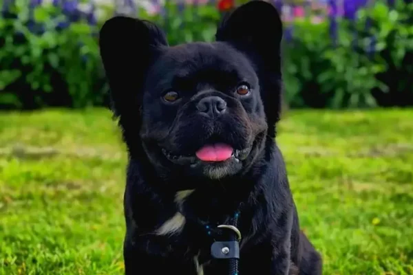 Bouledogue français duveteux