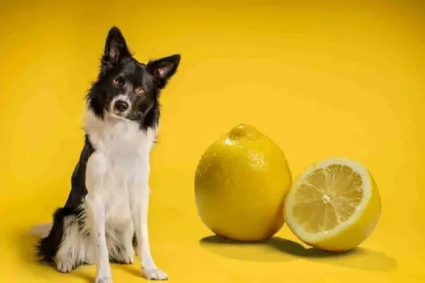 ¿Pueden comer limón los perros?