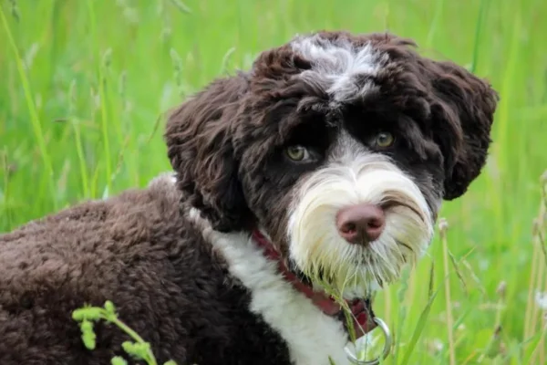 Portuguese water dog