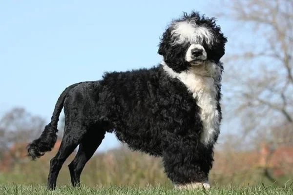 Portuguese water dog