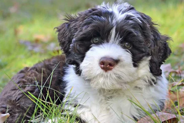 Portuguese water dog