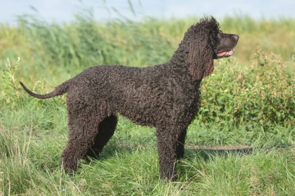 Cane d'acqua irlandese