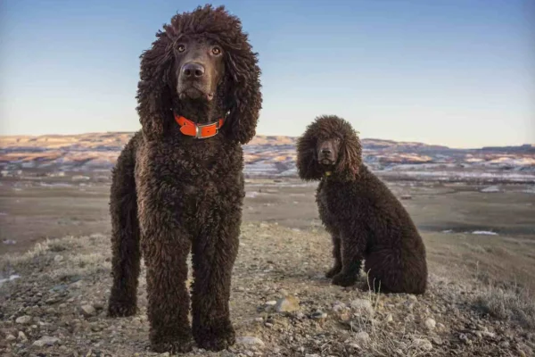 Cão d'água irlandês