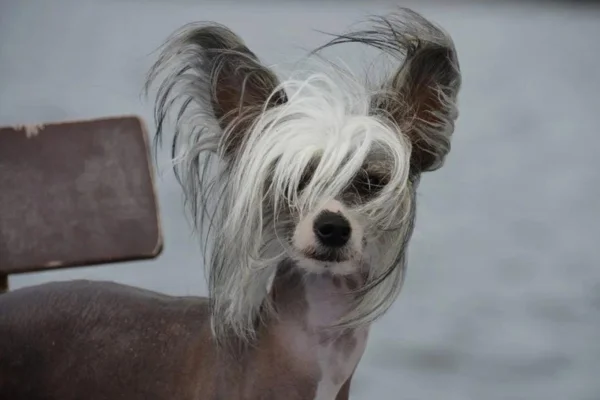 Chinese Crested Dog (1)