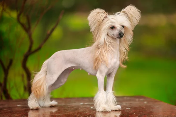 Chinese Crested Dog