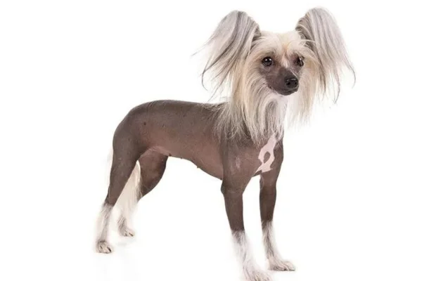 Chinese Crested Dog