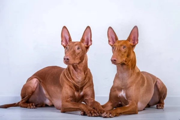 Cão do faraó