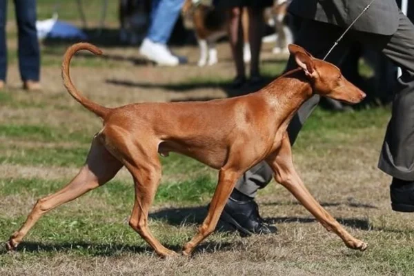 Cão do faraó