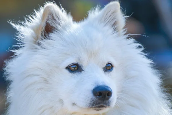 American Eskimo dog