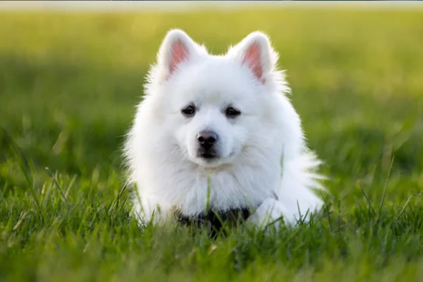 American Eskimo dog (2)