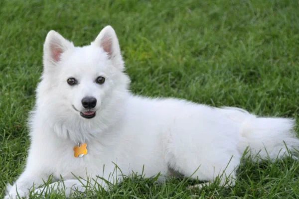 American Eskimo dog