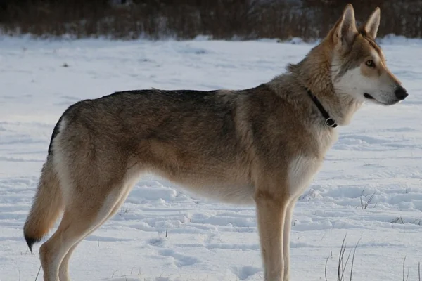 Saarloos wolfdog (2)