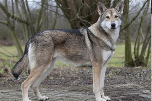 Saarloos wolfdog (2)