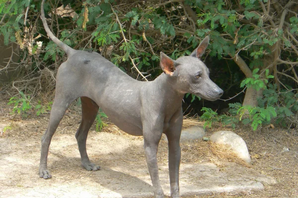 Peruvian hairdog