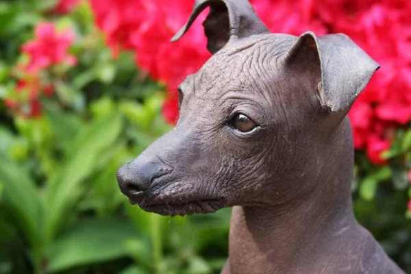 Peruvian hairdog