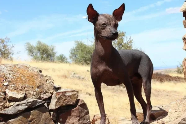 Perro de pelo peruano