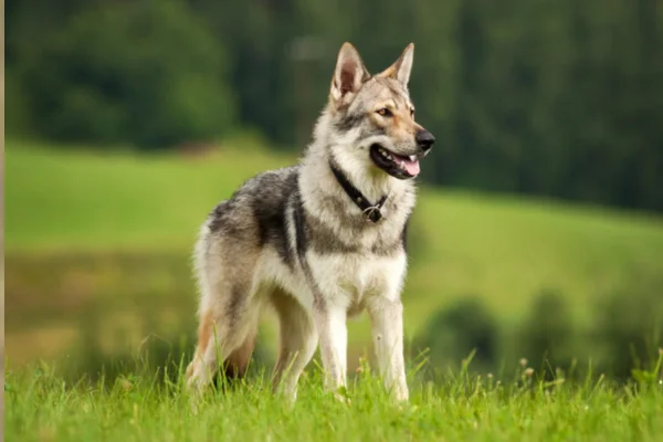 Cãolobo Checoslovaco (1)