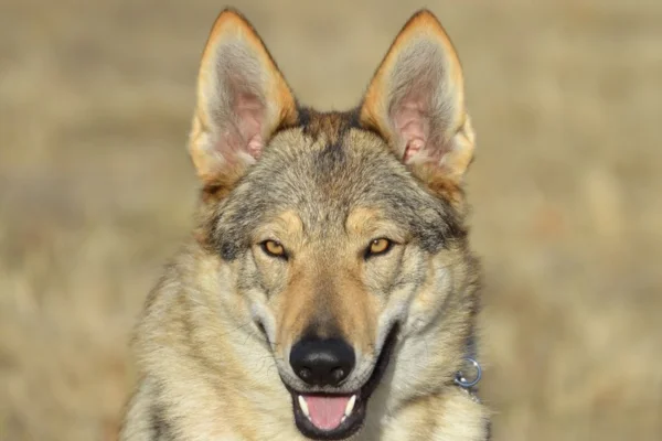 Perro lobo checoslovaco