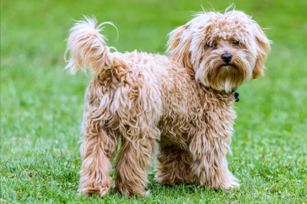 Cavoodle o Cavapoo