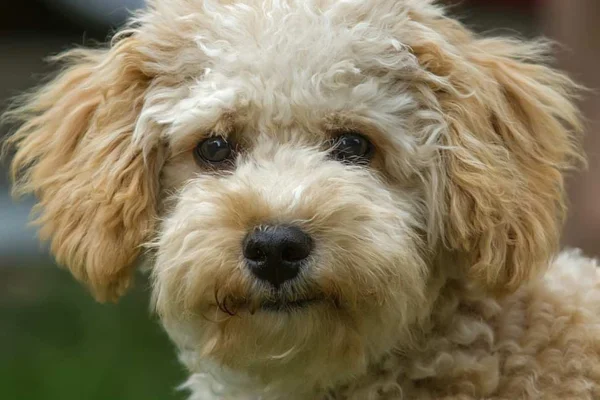 Cavoodle ou Cavapoo