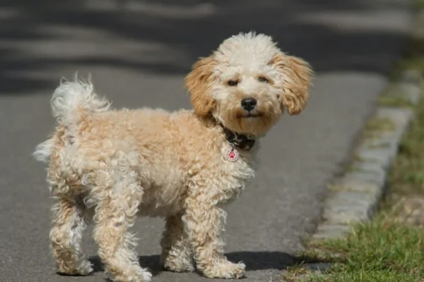 Cavoodle ou Cavapoo