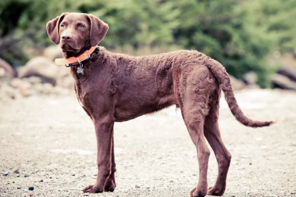 Chesapeake bay retriever