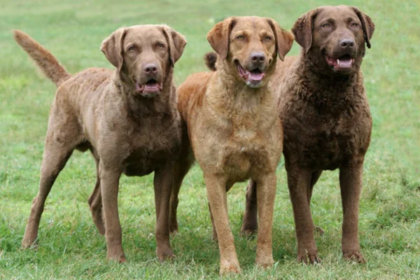 Chesapeake bay retriever