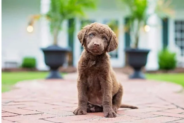 Chesapeake bay retriever