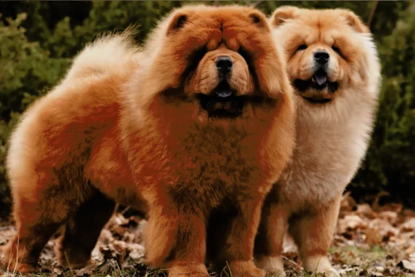 Chow Chow dog breed