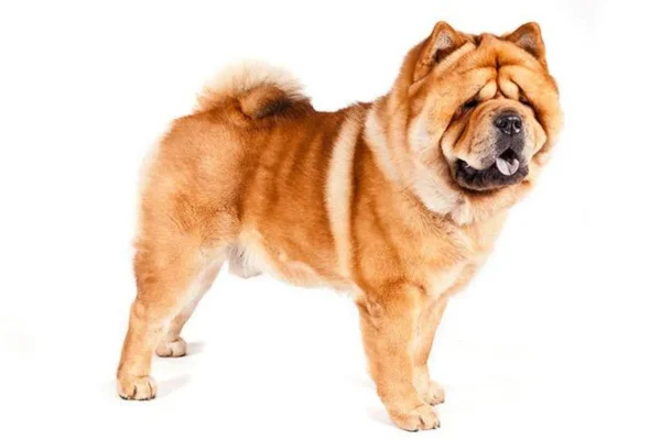 raça de cachorro Chow Chow