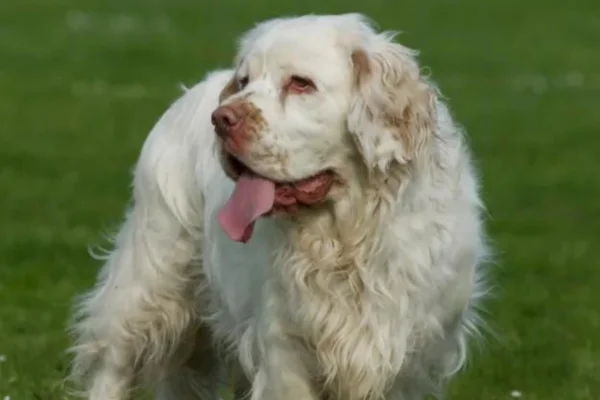 Clumber Spaniel