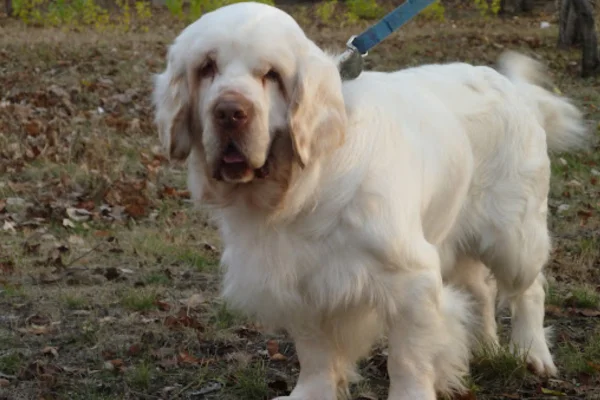 Clumber Spaniel