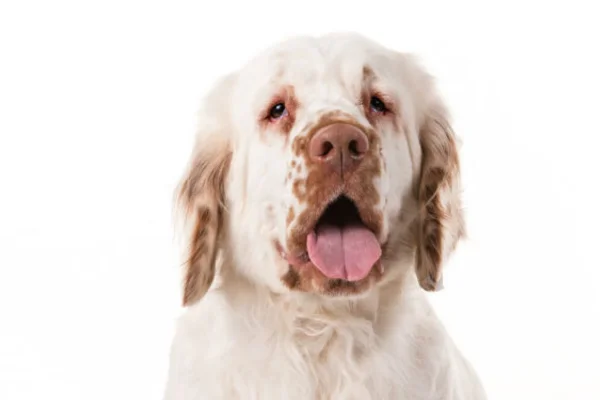 Clumber Spaniel