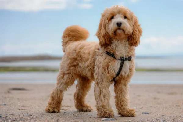 Cockapoo (1)