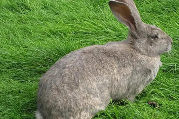 Lapin géant continental