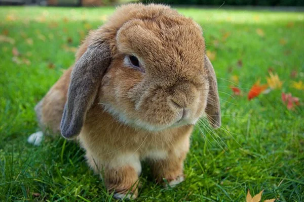 Dutch rabbit