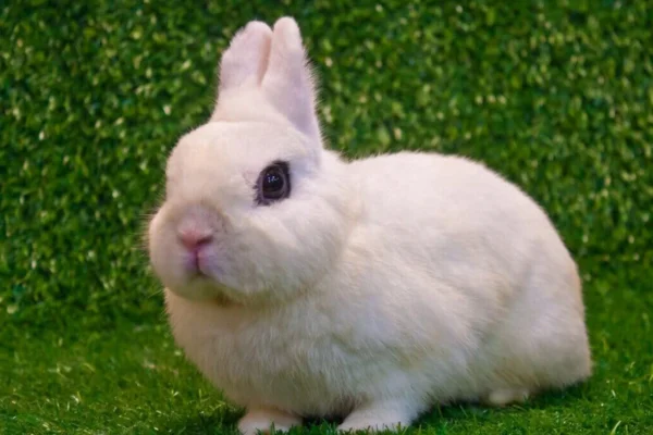 Hotot Rabbit