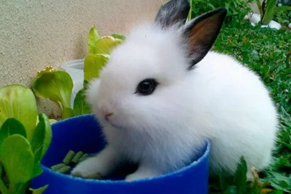 Hotot Rabbit