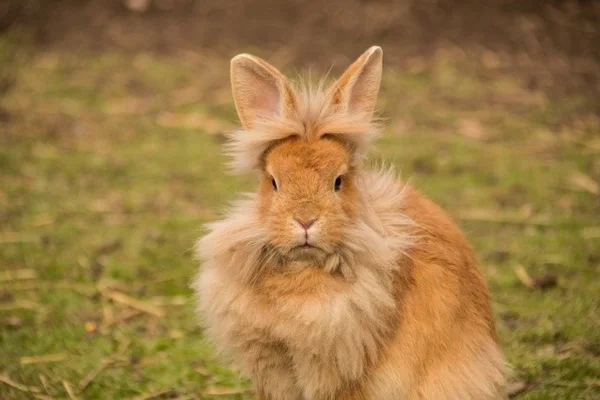 Lapin de Lionhead